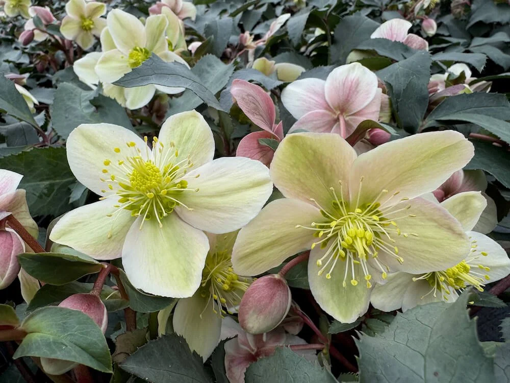 Helleborus x ericsmithii HGC 'Monte Christo' (Monte Christo Lenten